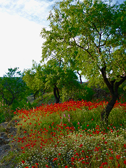 Poppy fields