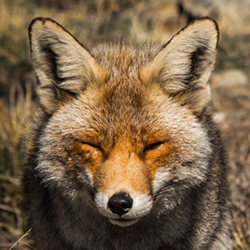 Fox face