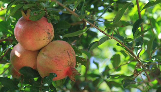 Fruit from the trees