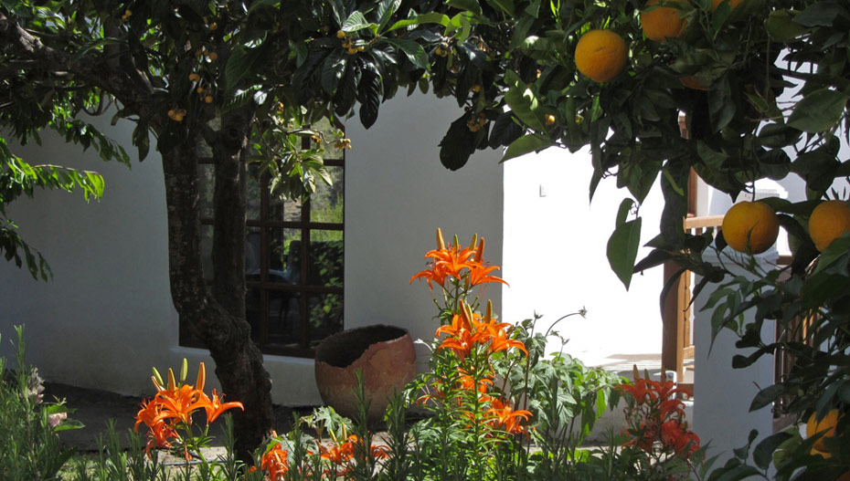 Oranges in the garden