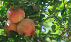 Clear your mind retreat