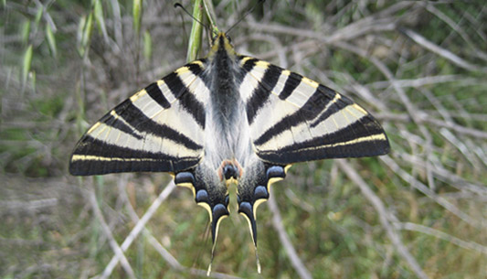 Butterflies of the Alpujarras