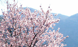 Fresh Fruit and Vegetables