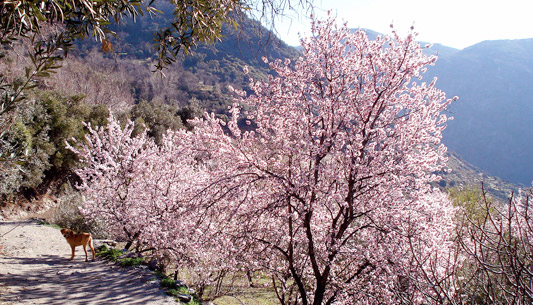 Stroll amongst the cherry blossom