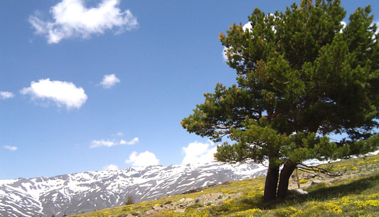 Snow capped mountains