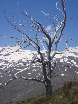 Snow on Sierra Nevada