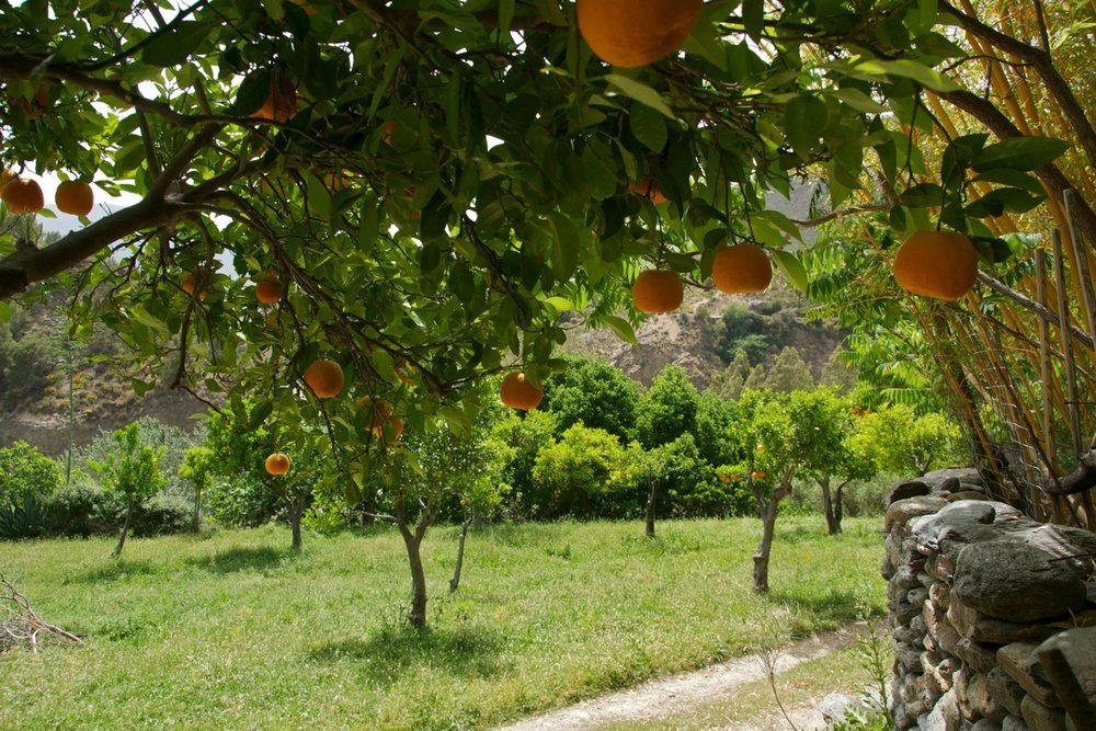 Orange groves