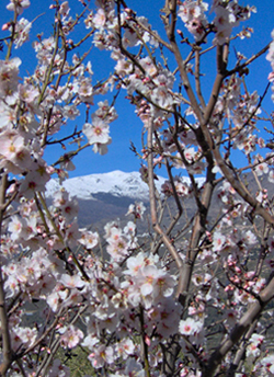 Almond tree blossom