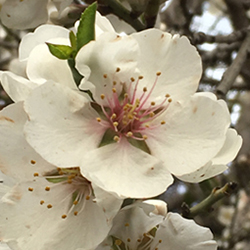 Almond Flowers